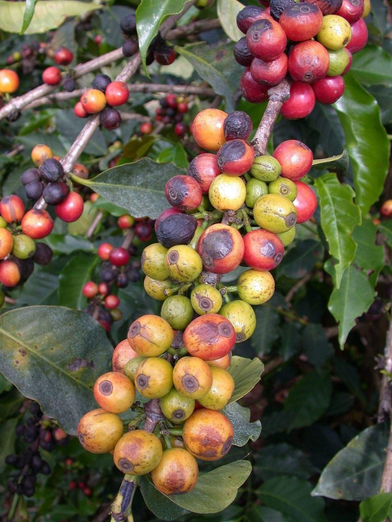 Coffee berries rot caused by the feeding of the coffee berry borer