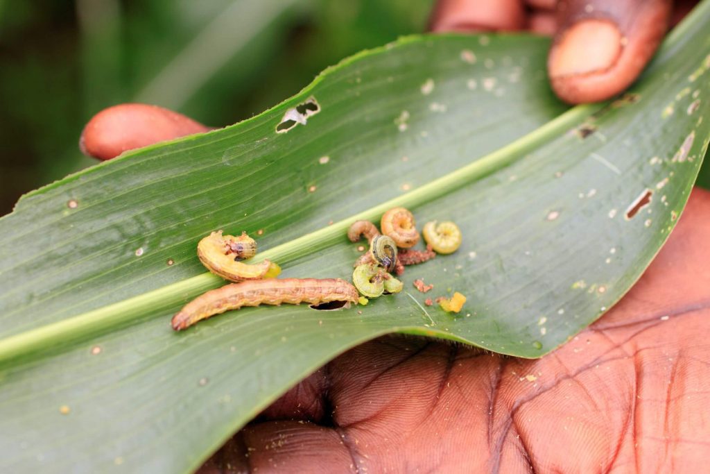 Folha de milho com larvas da lagarta-do-cartucho