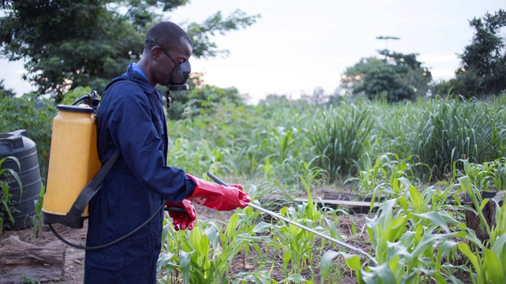 A farmer wearing a backpacking for spraying appliyng a biopesticide on crops in the field
