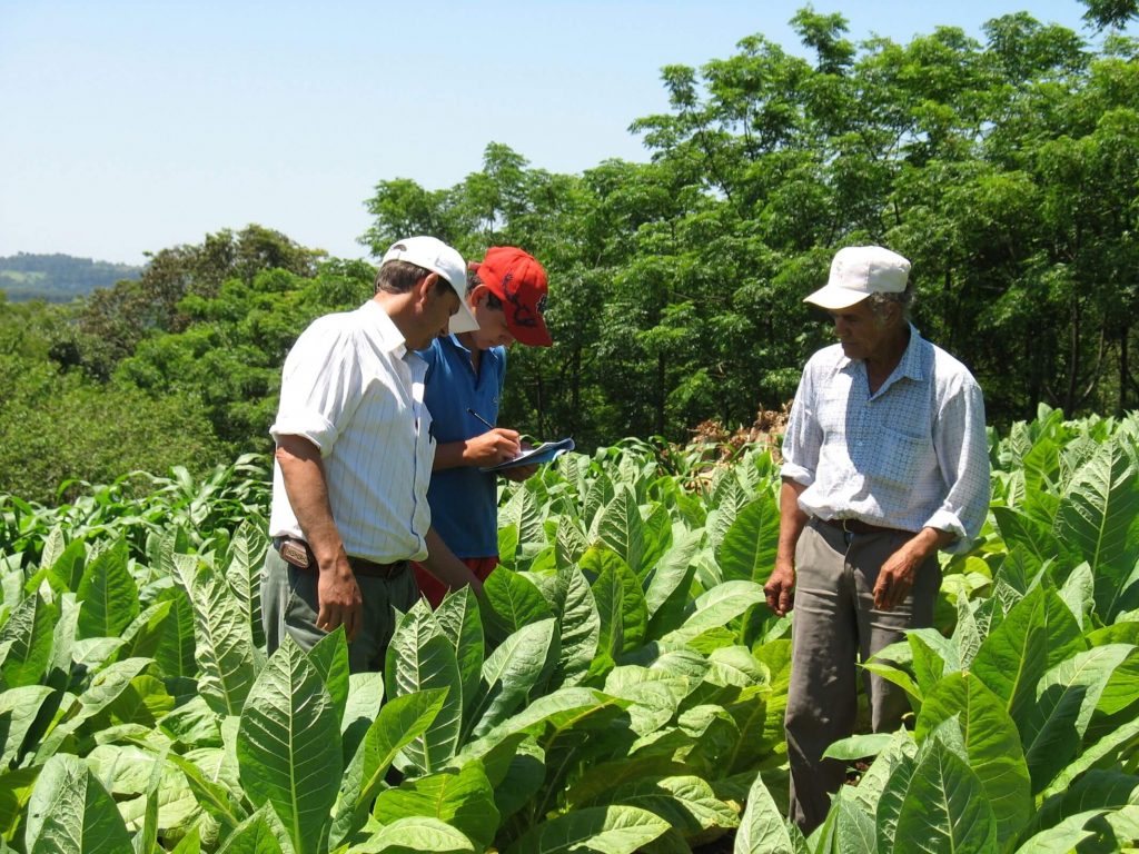 One farmer and two advisors in a tobacco field making monitoring observation with a notebook