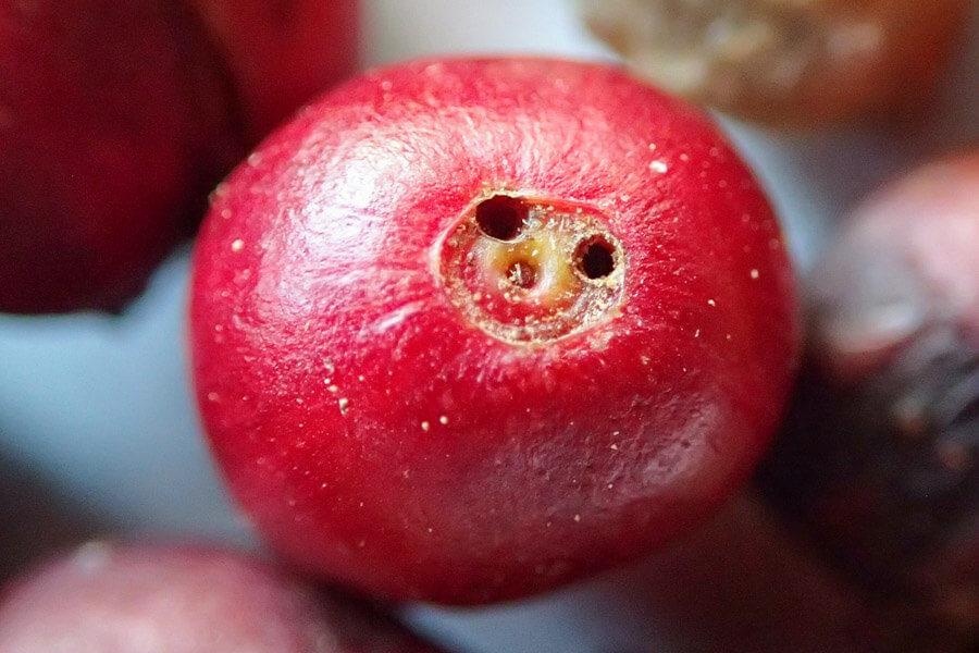 A coffee berry with two entry holes formed the coffee berry borer