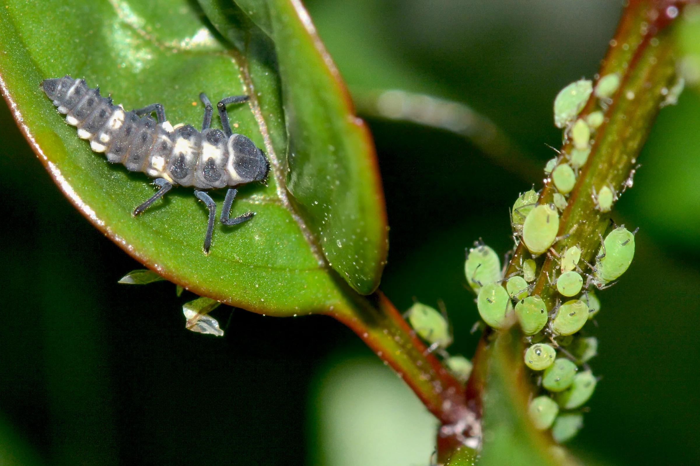 A ladybird larva preying on aphids on a plant - CABI BioProtection portal