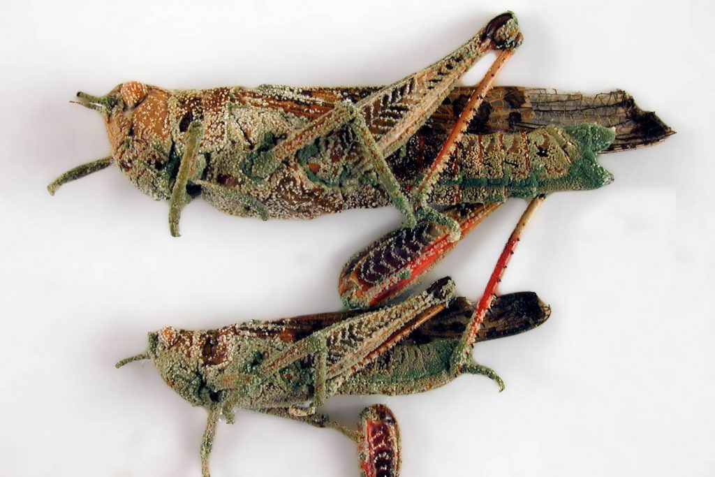 Two dead locusts infected by a Metarhizium fungus