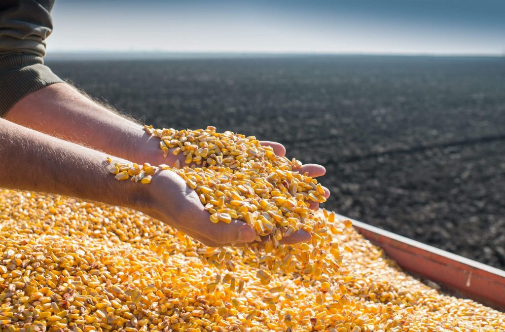 Um agricultor segura sementes de milho com as mãos acima de um recipiente cheio de sementes.