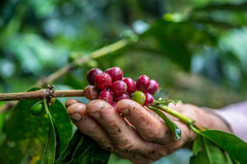 A hand picking ripe coffee berries from a coffee tree