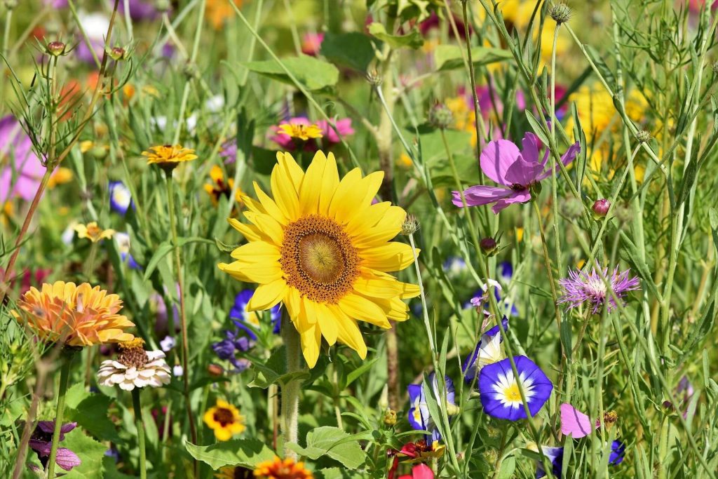 A diversity of wildflowers in a meadow, hosting pollinators and other animals