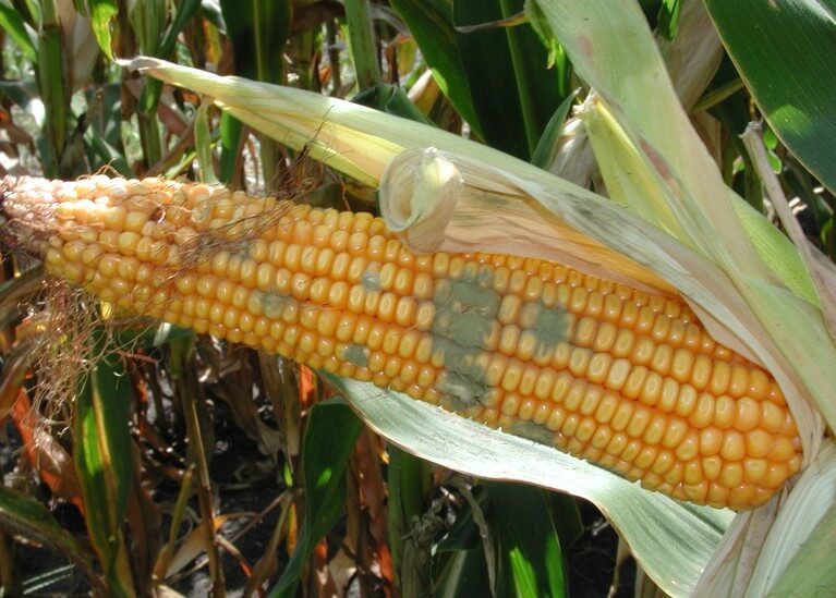 Una mazorca de maíz con moho que segrega aflatoxinas, que es tóxica para los humanos.
