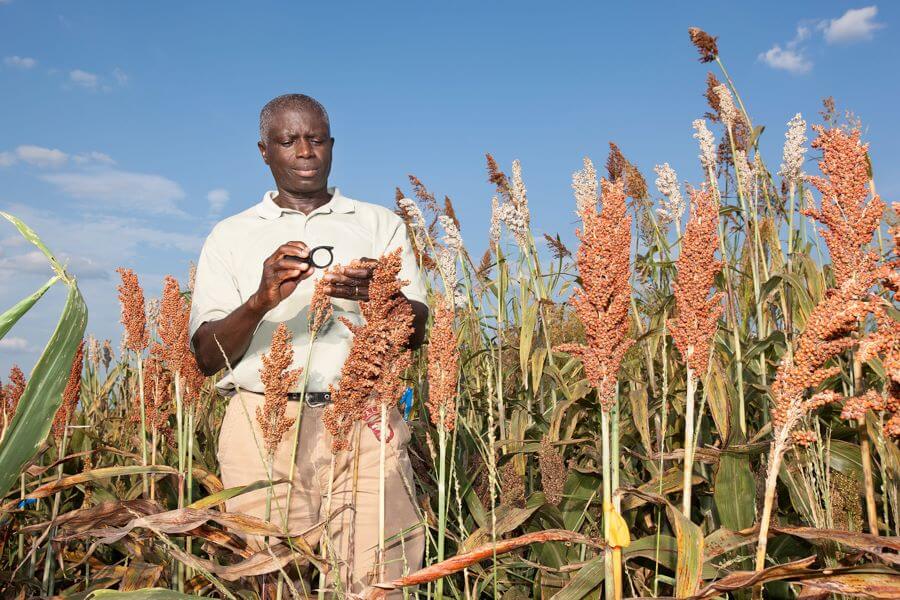a plant pathologist with a magnifying glass looking at a sorghum field infected by anthracnose