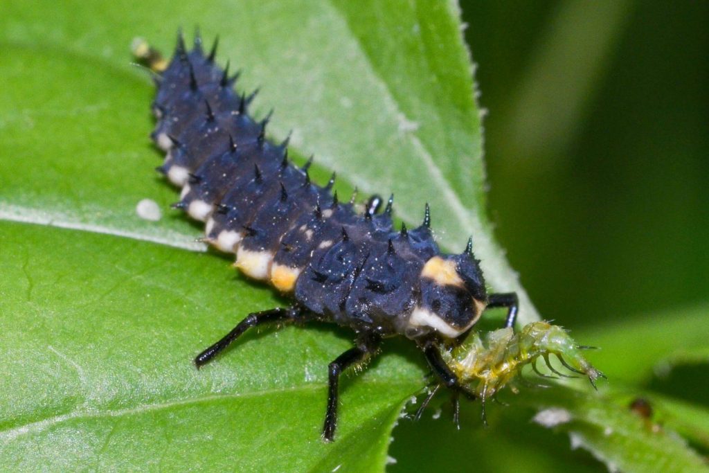 Insecto depredador (larva de mariquita) comiendo un pulgón