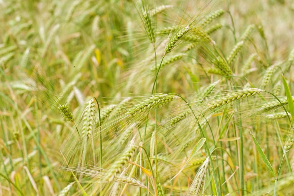 Sebuah close-up gandum di ladang