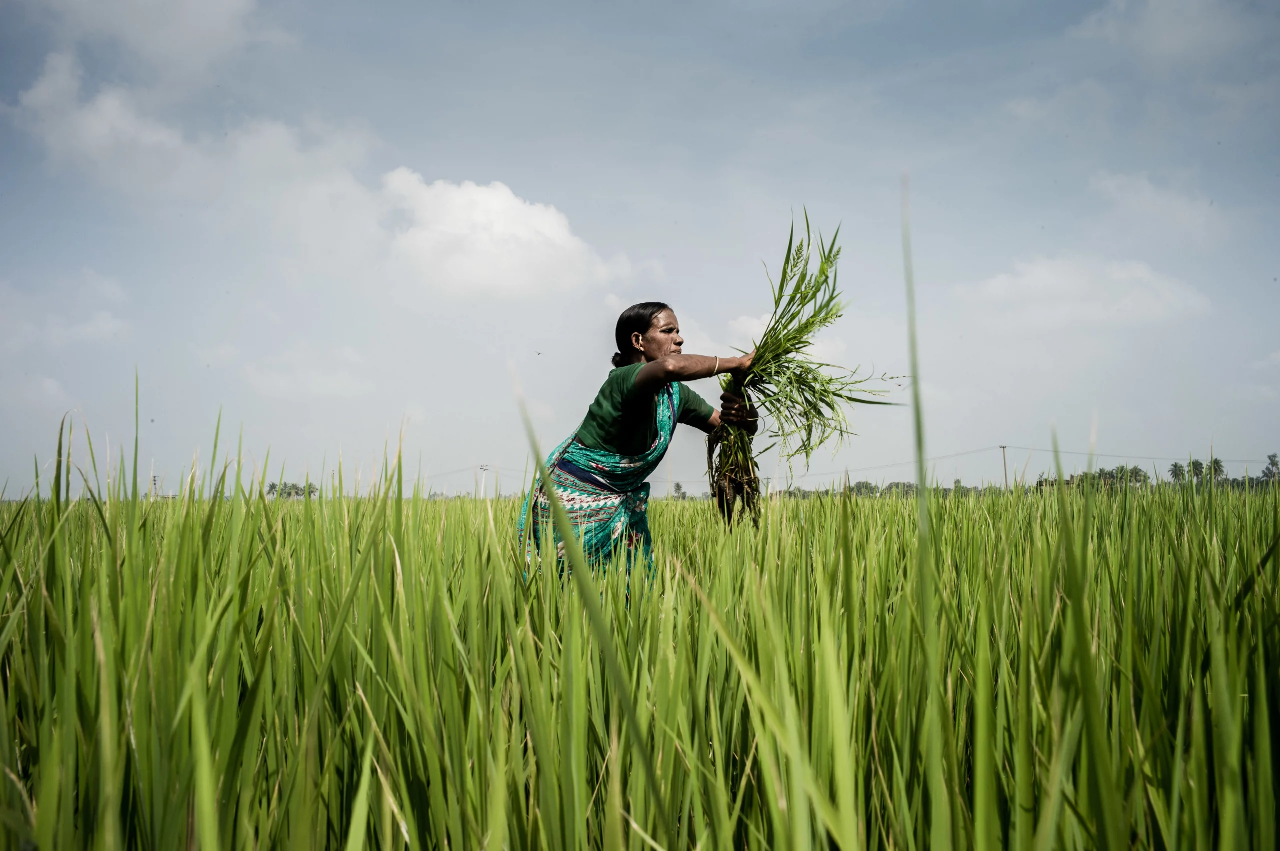 A woman farmer removing weeds in a paddy field in India