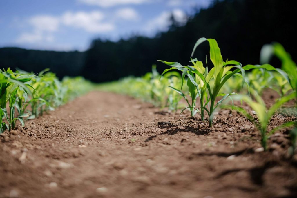 Rows of young maize plants growing in the soil