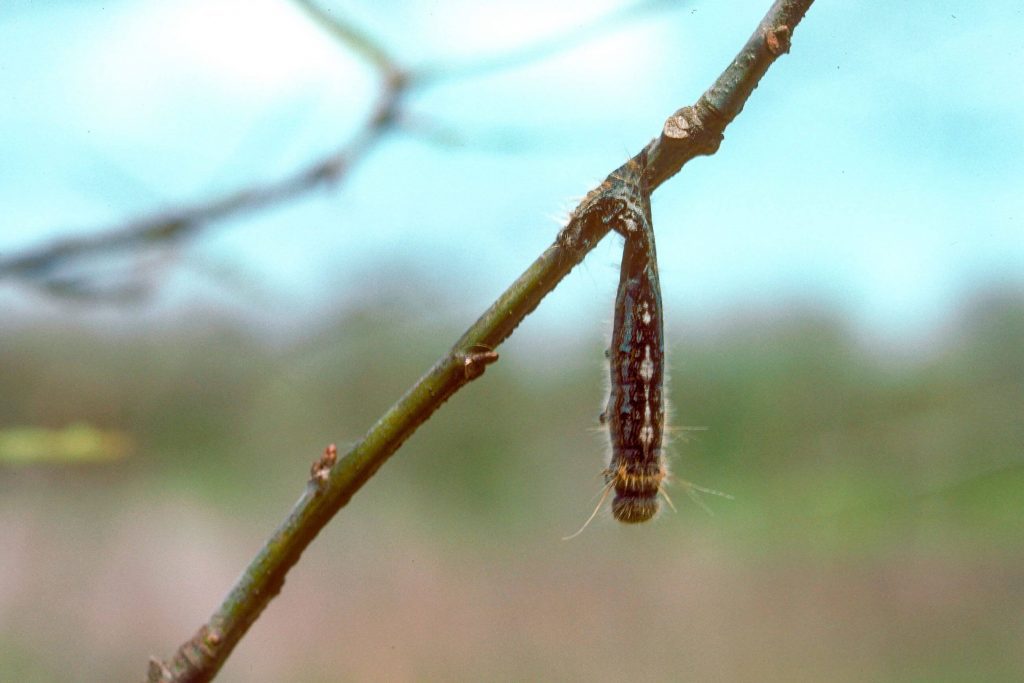 Larva hanging from a branch showing symptom of a baculovirus infection. 