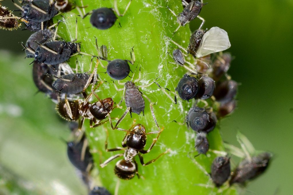 Eine Nahaufnahme von Blattläusen mit Ameisen auf einem Pflanzenstamm