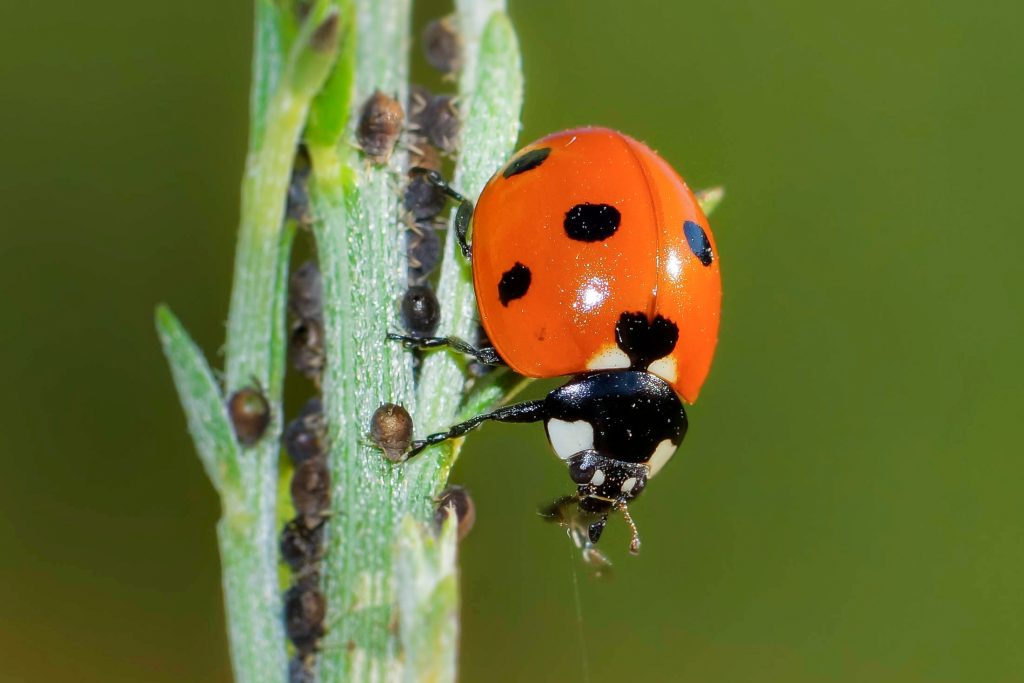 A close-up shot of a ladybird on a stem with other smaller black insects 