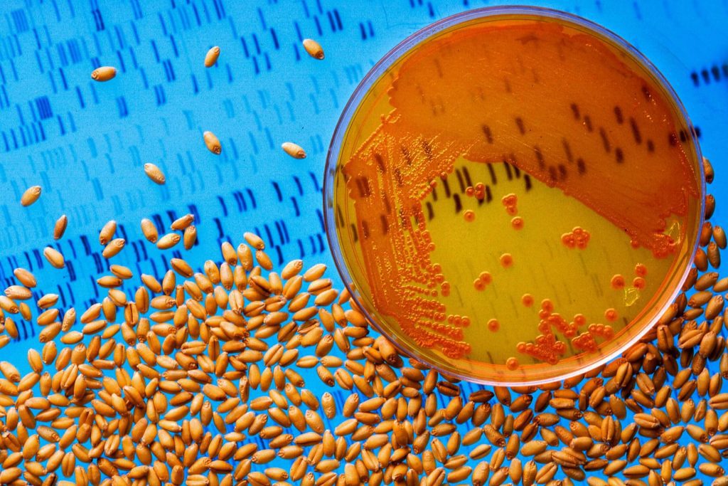 Wheat seeds treated with bacteria and a petri dish colonized by the same bacteria.