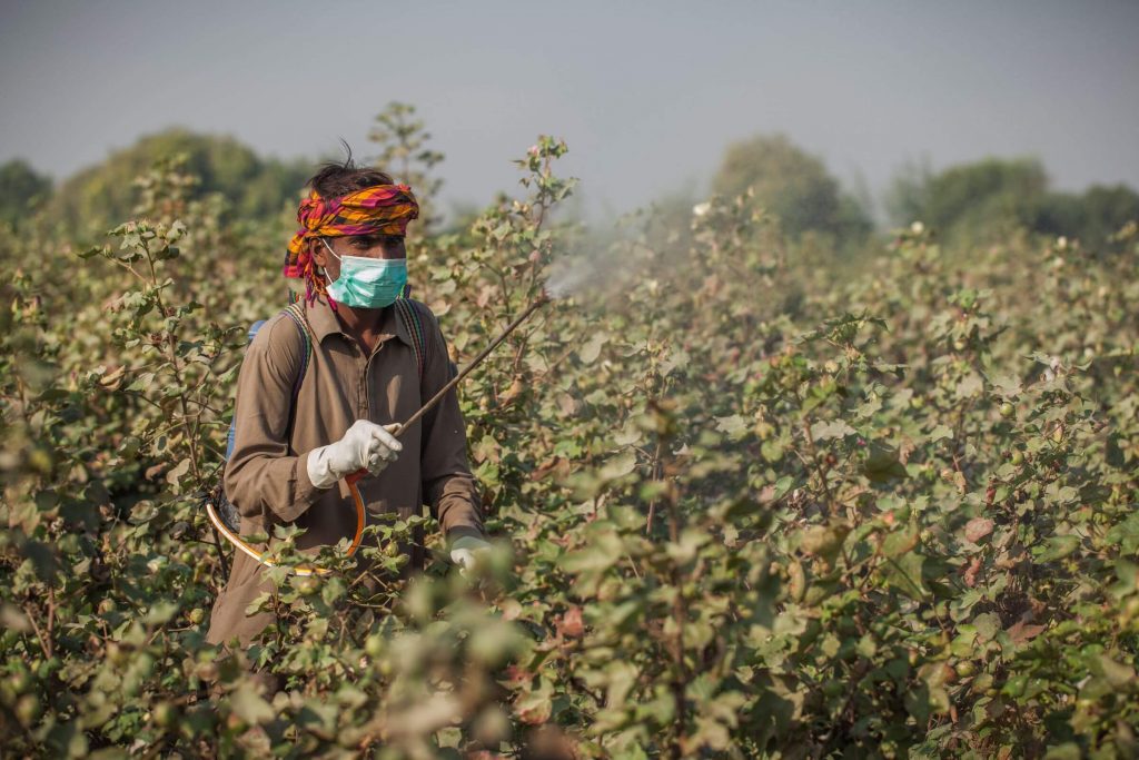 Un agricultor paquistaní rocía un campo de algodón con un biopesticida microbiano