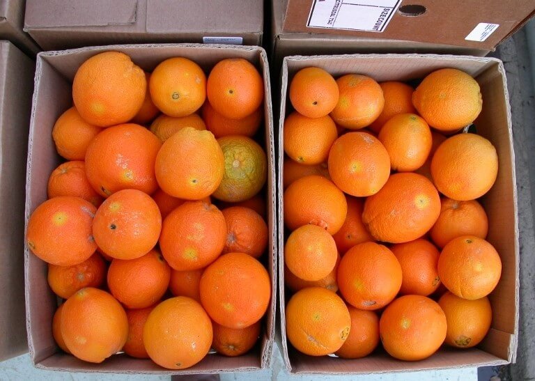 Two boxes of citrus fruits showing signs of damage by the false codling moth