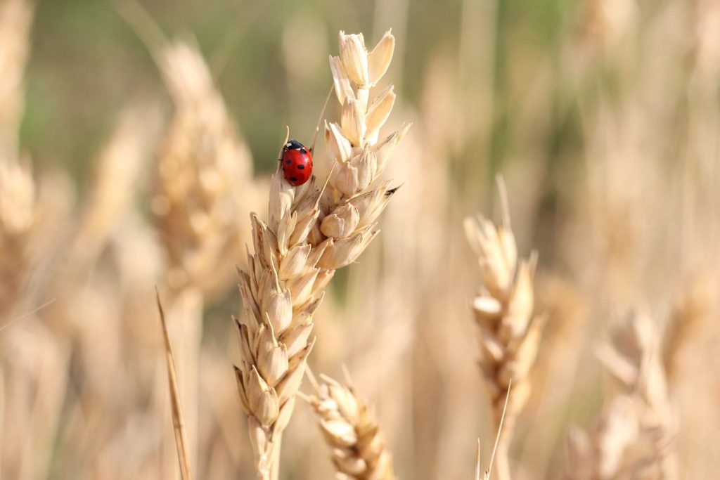 A ladybird on a wheat field 