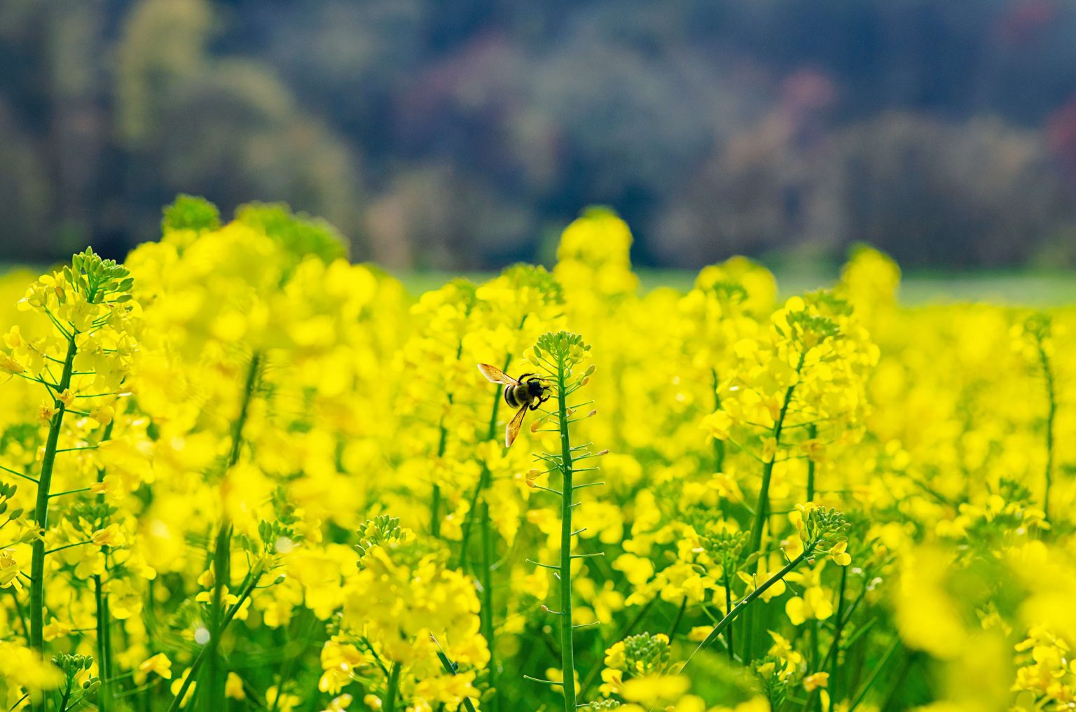 Why use bioprotection in regenerative agriculture?