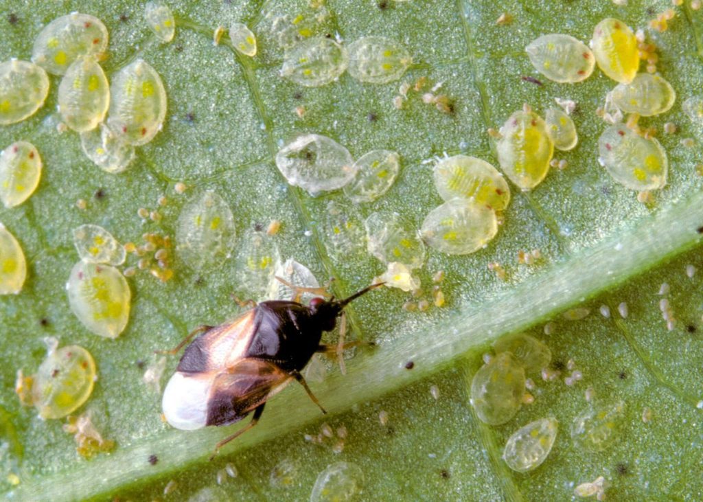 A macrobial predatory insect on a leaf infested with whitefly nymphs