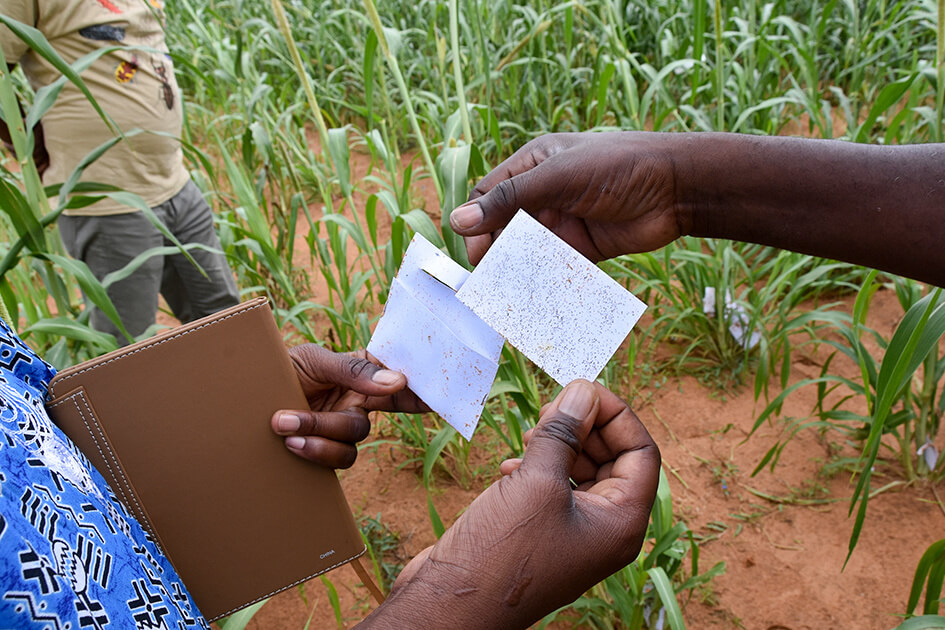 A farmer holding cards with macrobial Trichogramma eggs glued on it