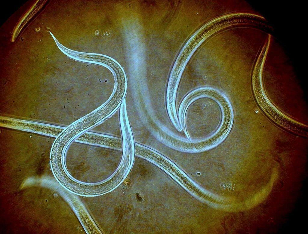 Entomopathogenic nematodes macrobial as seen under the microscope