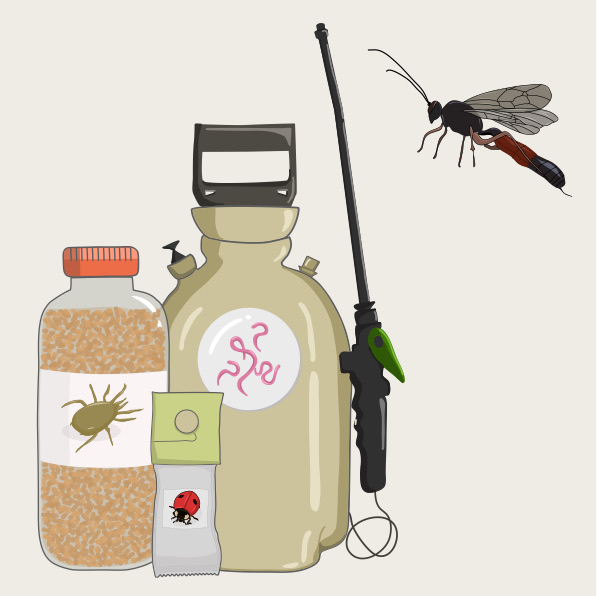 Macrobial image