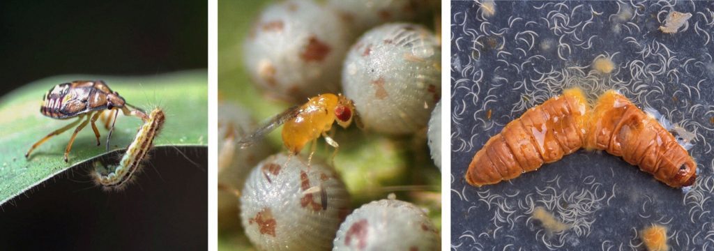 Drei Bilder zeigen Macrobail-Typen. Dabei handelt es sich um eine räuberische Stachelwanze, die eine Raupe frisst, um eine Schlupfwespe, die Eier in ein Heerwurmei legt, und um entomopathogene Nematoden, die aus einem infizierten Insektenkörper hervorbrechen