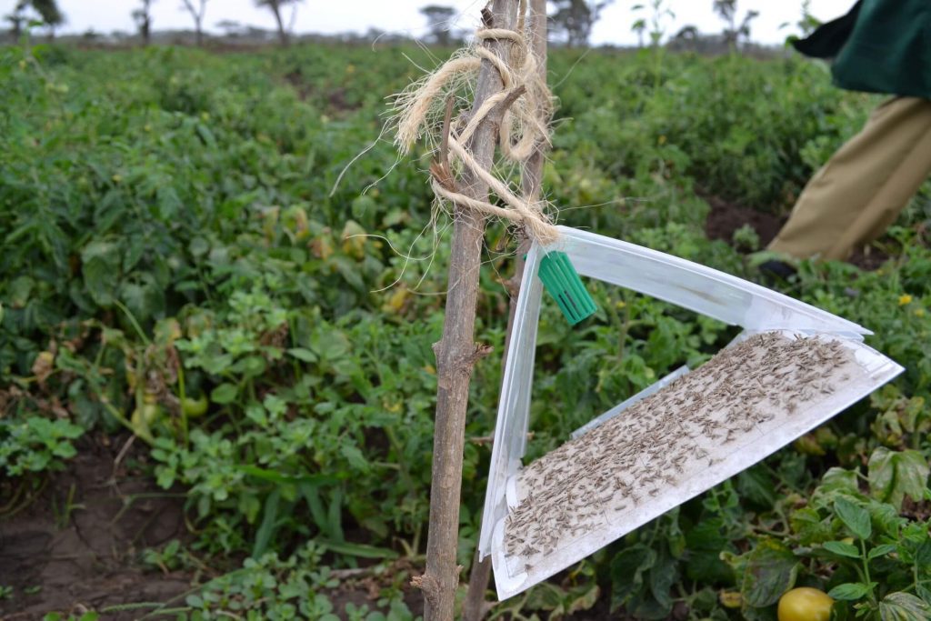 A semiochemical pheromone dispenser attached to a delta sticky trap placed in a field