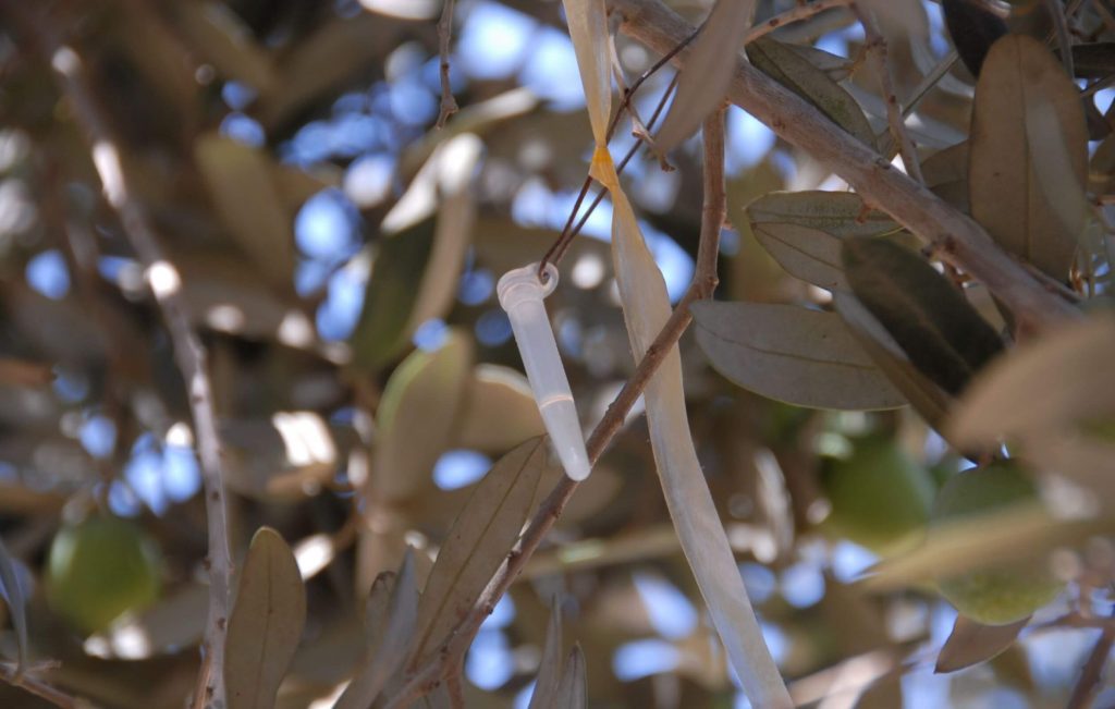 A semiochemical pheromone dispenser hanging from an olive tree