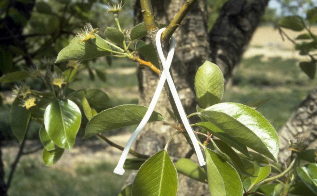 A semiochemical pheromone dispenser attached to a branch