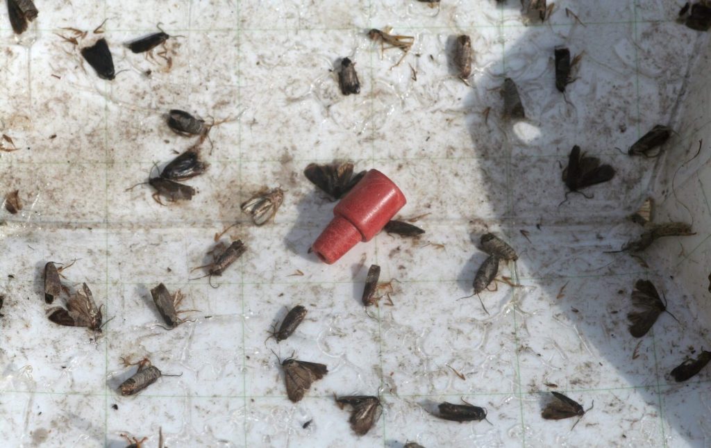 A semicohemical pheromone dispenser placed in a sticky trap with dead moths glued on the trap