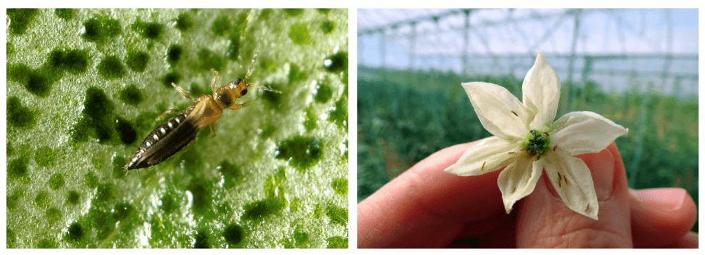 À esquerda; close-up de fêmea adulta de Thrips parvispinus. À direita; flor de capsicum com tripes se alimentando dela.