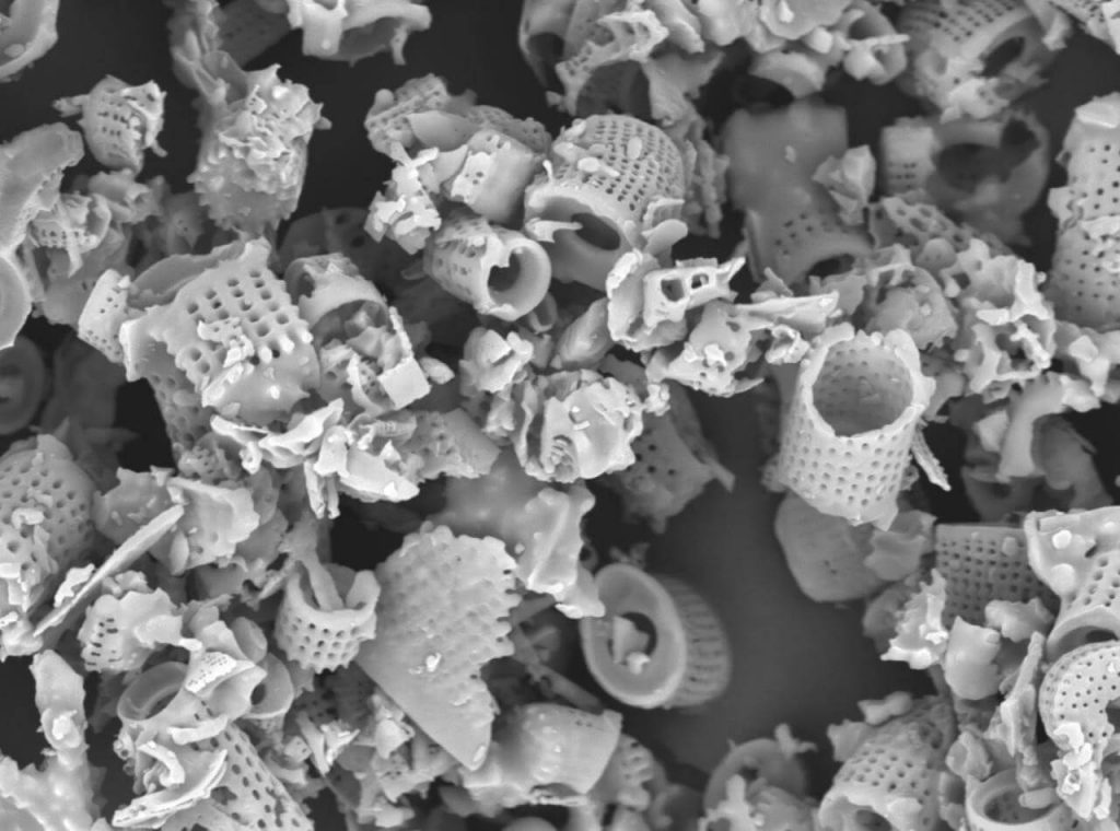 Diatomaceous earth as seen under a scanning electron microscope