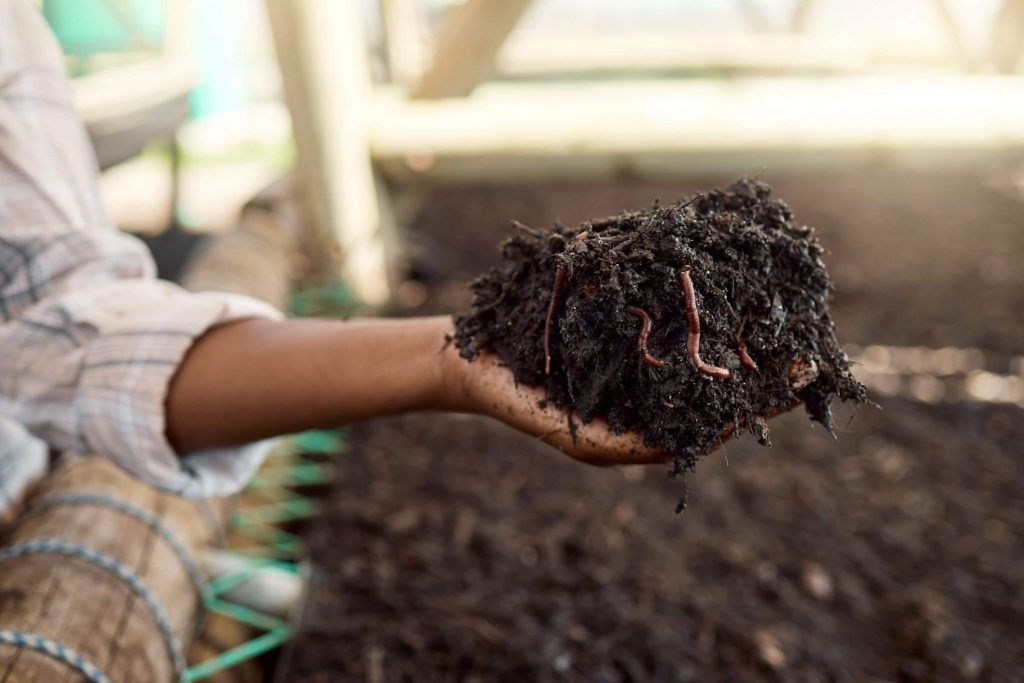 A mão de um fazendeiro segurando uma pilha de solo contendo minhocas
