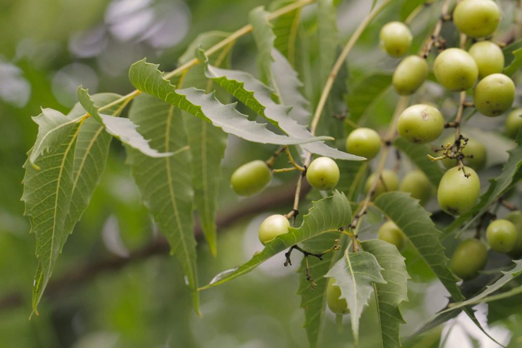 Egy közeli kép a neem fa leveleiről és gyümölcseiről