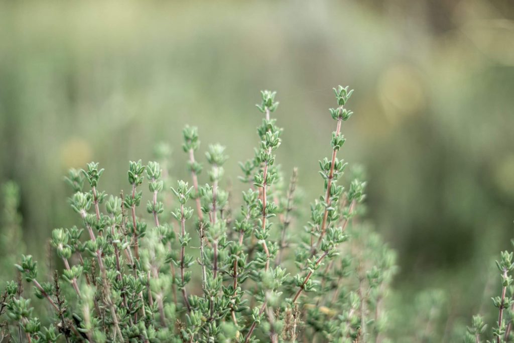 Close-up of a thyme plant