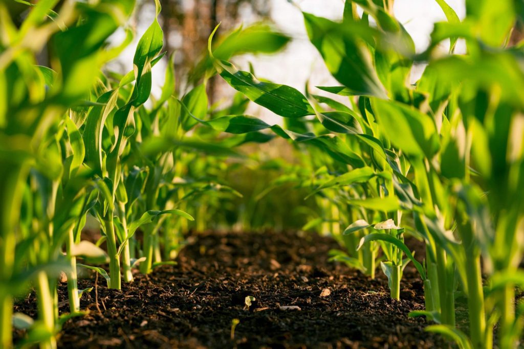 Ground level view of healthy young maize plants in soil