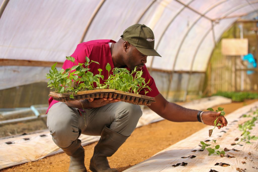Un agricultor plantando plantas de pimiento dulce en Jamaica.