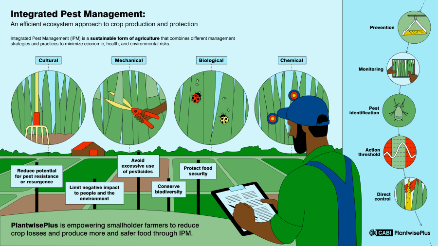 An infographic show the process of IPM, including, the management strategies, approach and benefits.