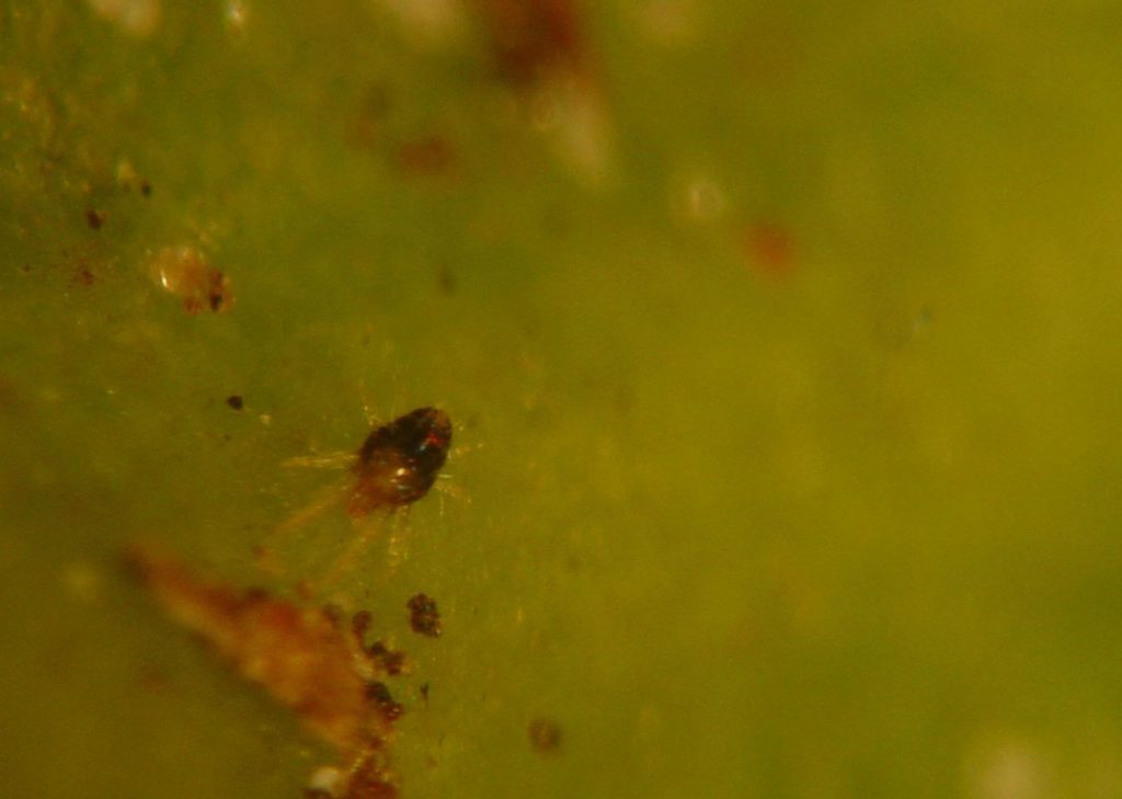 A close-up of a southern red mite on  a leaf 