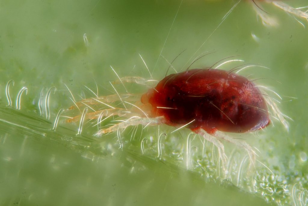 लाल मकड़ी घुन टेट्रिंचस यूर्टिका का पास से चित्र