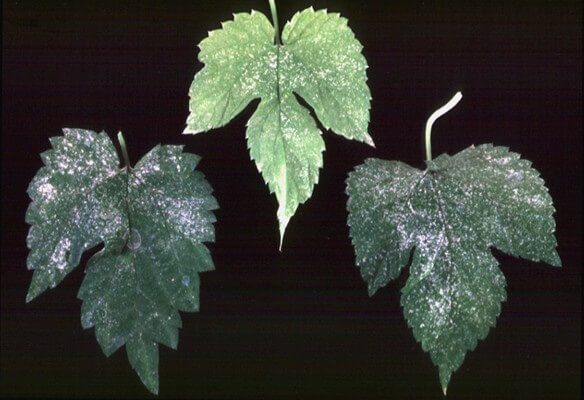A close-up of 3 leaves with white marks from red spider mite damage