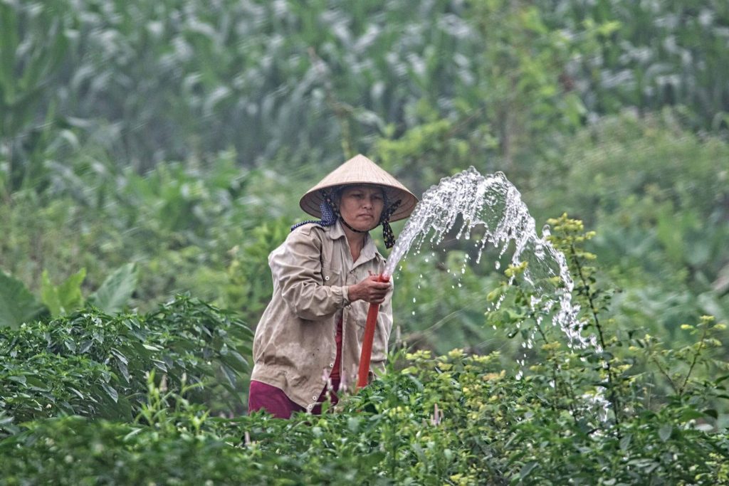 एक महिला किसान नली से खेत में फसल पर छिड़काव कर रही है