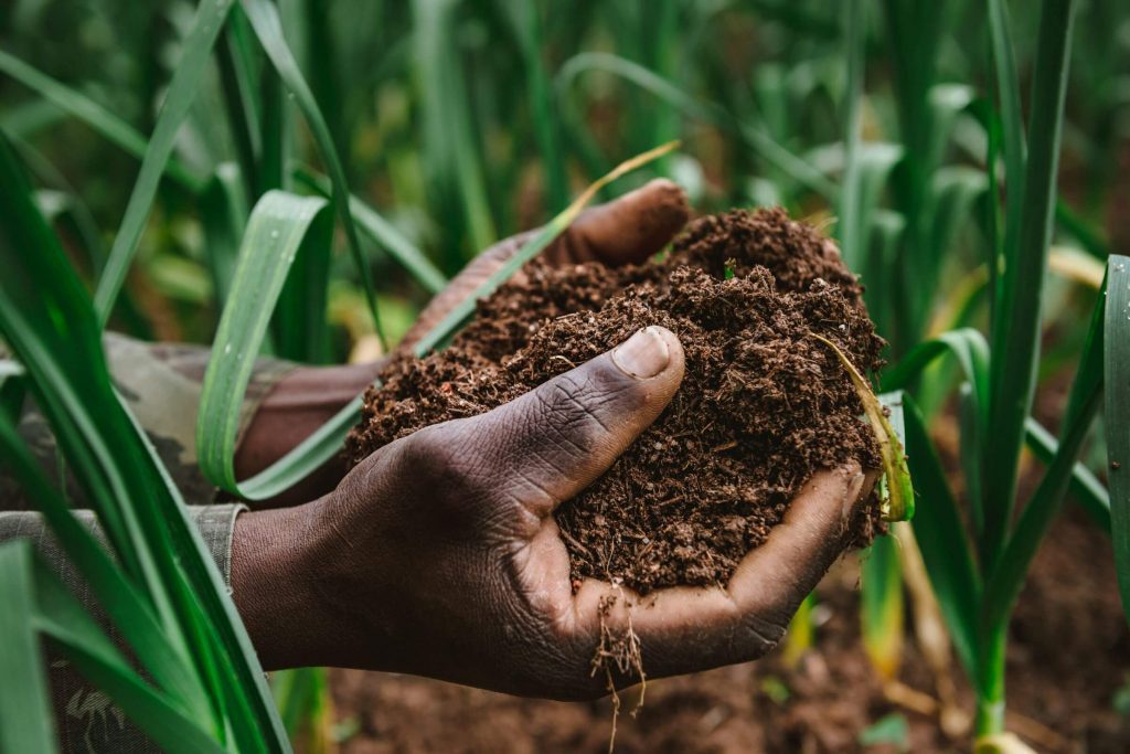 A close-up of a hands holding soil in a field of crops