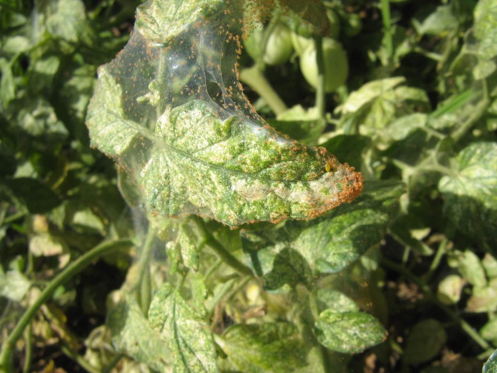 A tomato plant infested by red spider mites with silk tangled in leaves