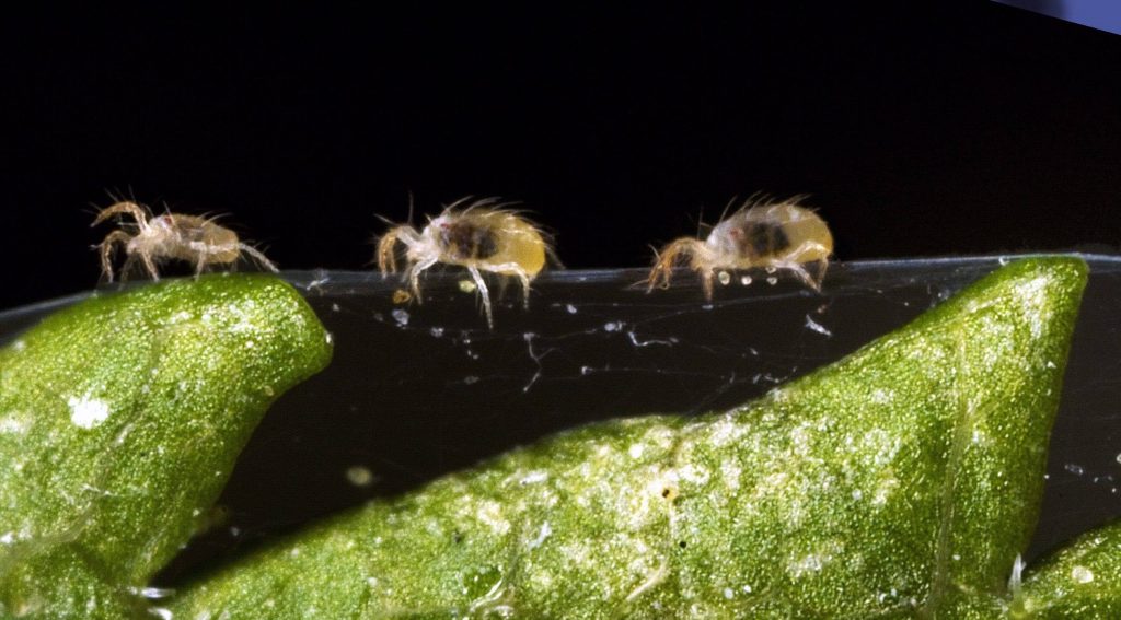 Three two-spotted spider mite close-up on silk spider webbing