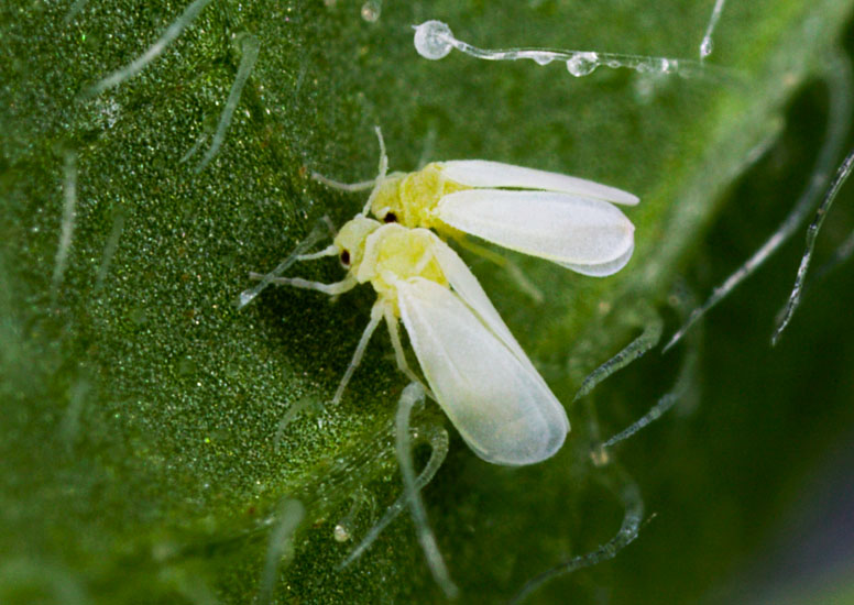 close up of two adult silverleaf whitefly (Bemisia tabaci) on a watermelon leaf.