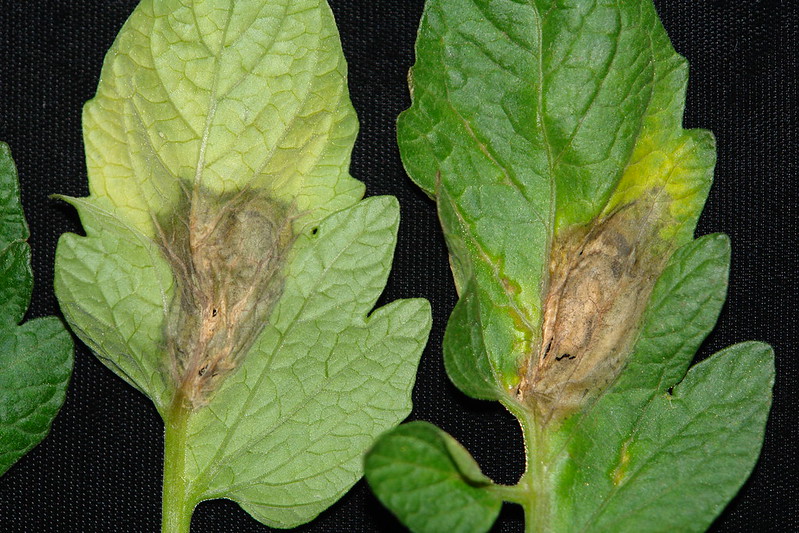Grey mold, a symptom of Botrytis cinerea present on a tomato leaf